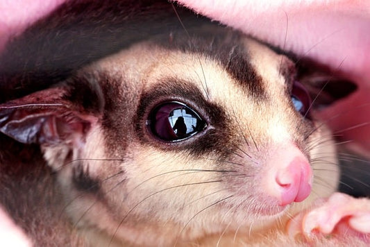 The Ultimate Guide to Bonding with Your Sugar Glider